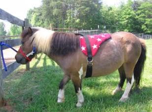 Turquoise Saddle Pad Set D907