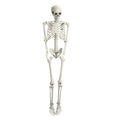 Life Size Halloween Skeleton R79302