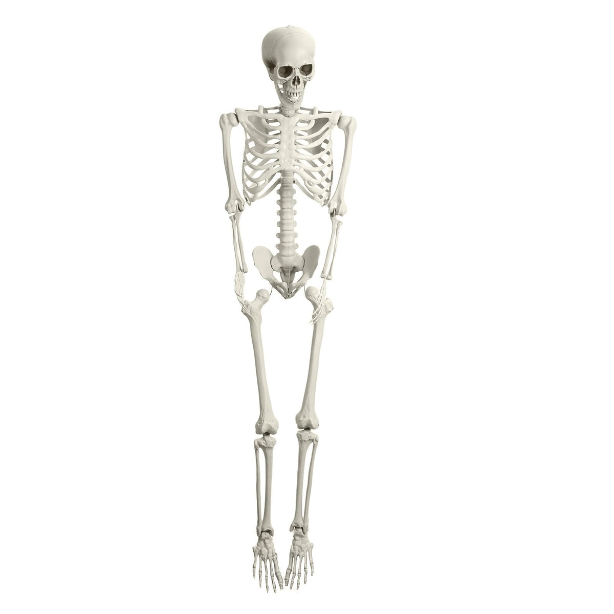 Life Size Halloween Skeleton R79302