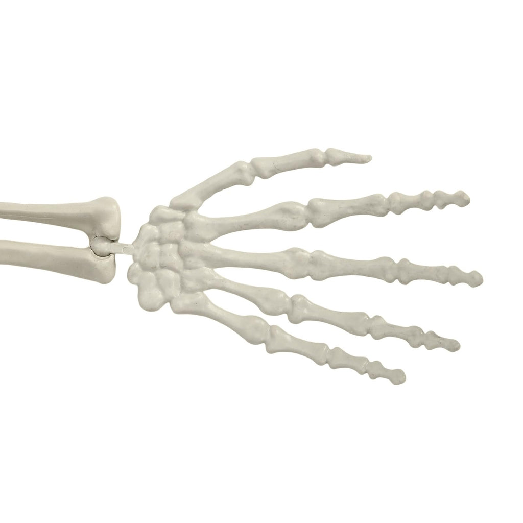 Life Size Halloween Skeleton R79302