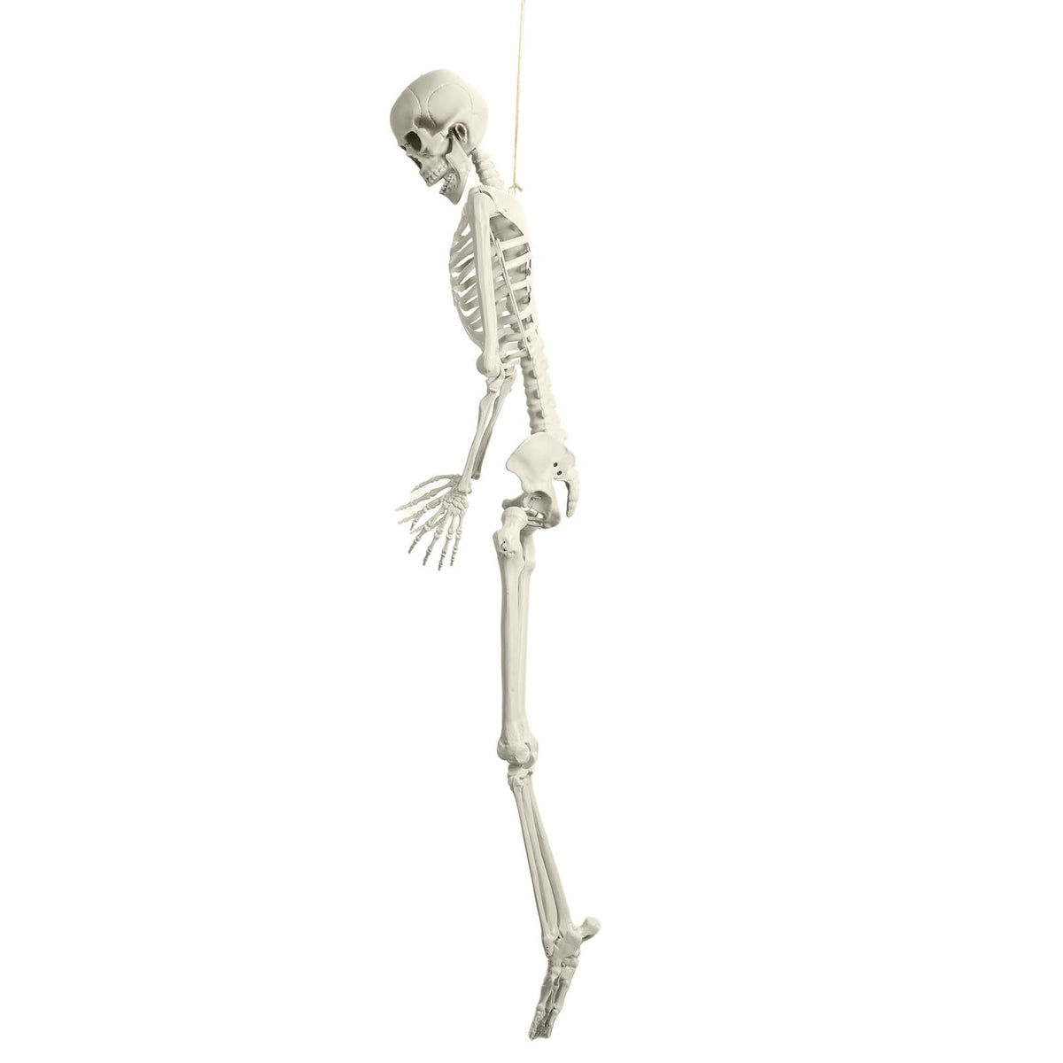 Life Size Halloween Skeleton R79302