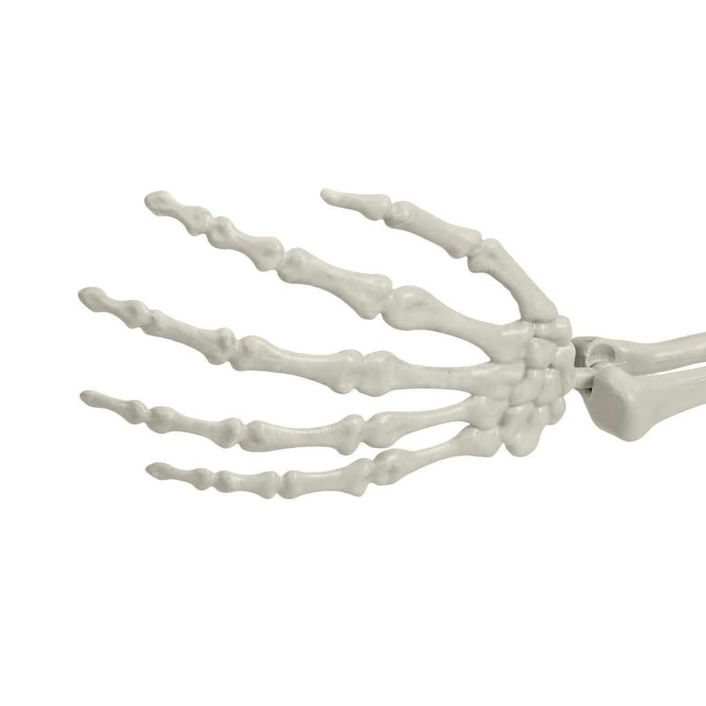 Life Size Halloween Skeleton R79302