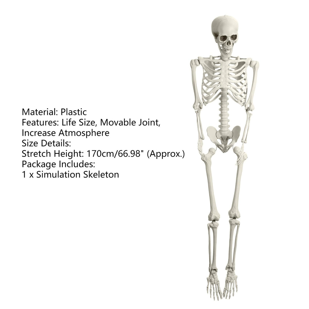 Life Size Halloween Skeleton R79302