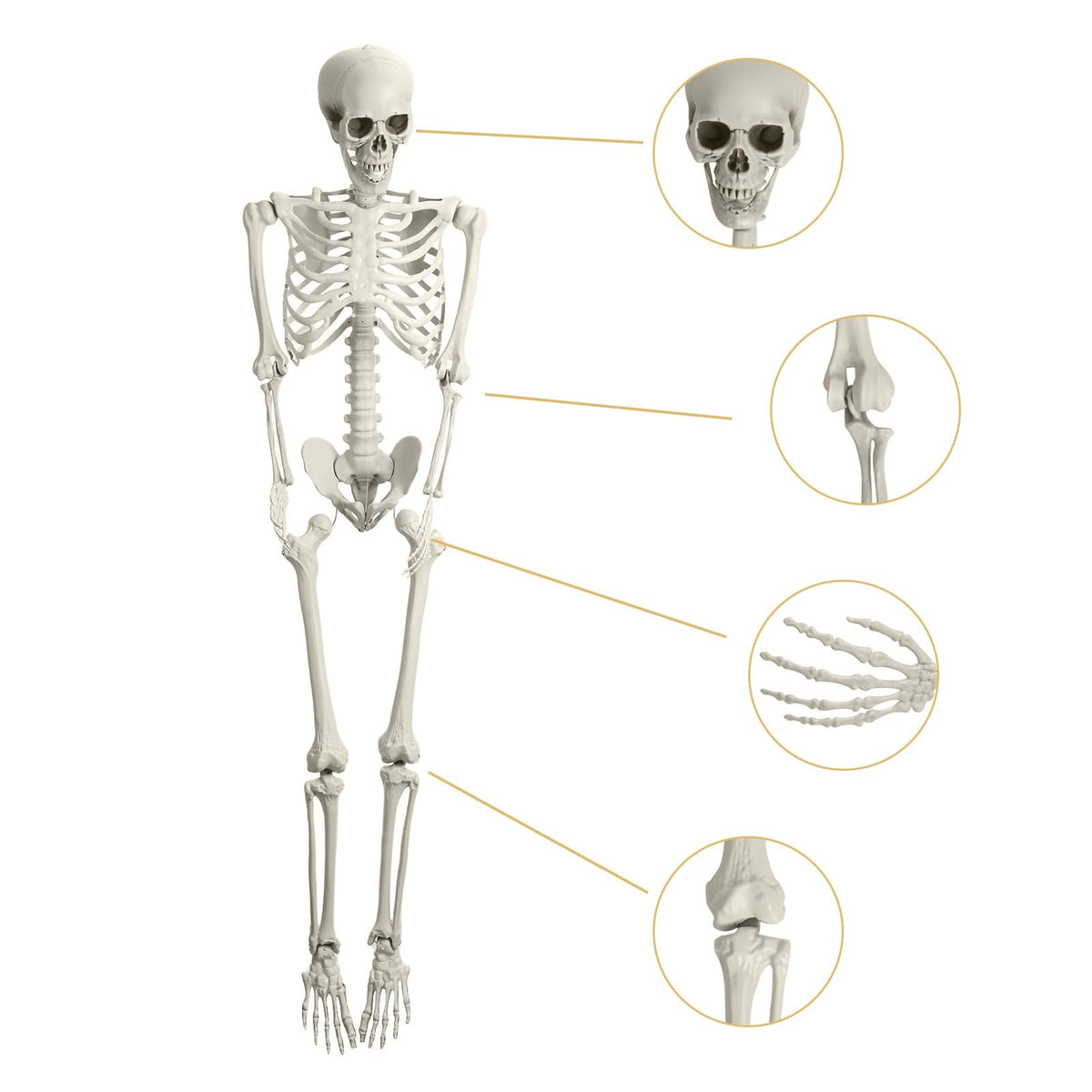 Life Size Halloween Skeleton R79302
