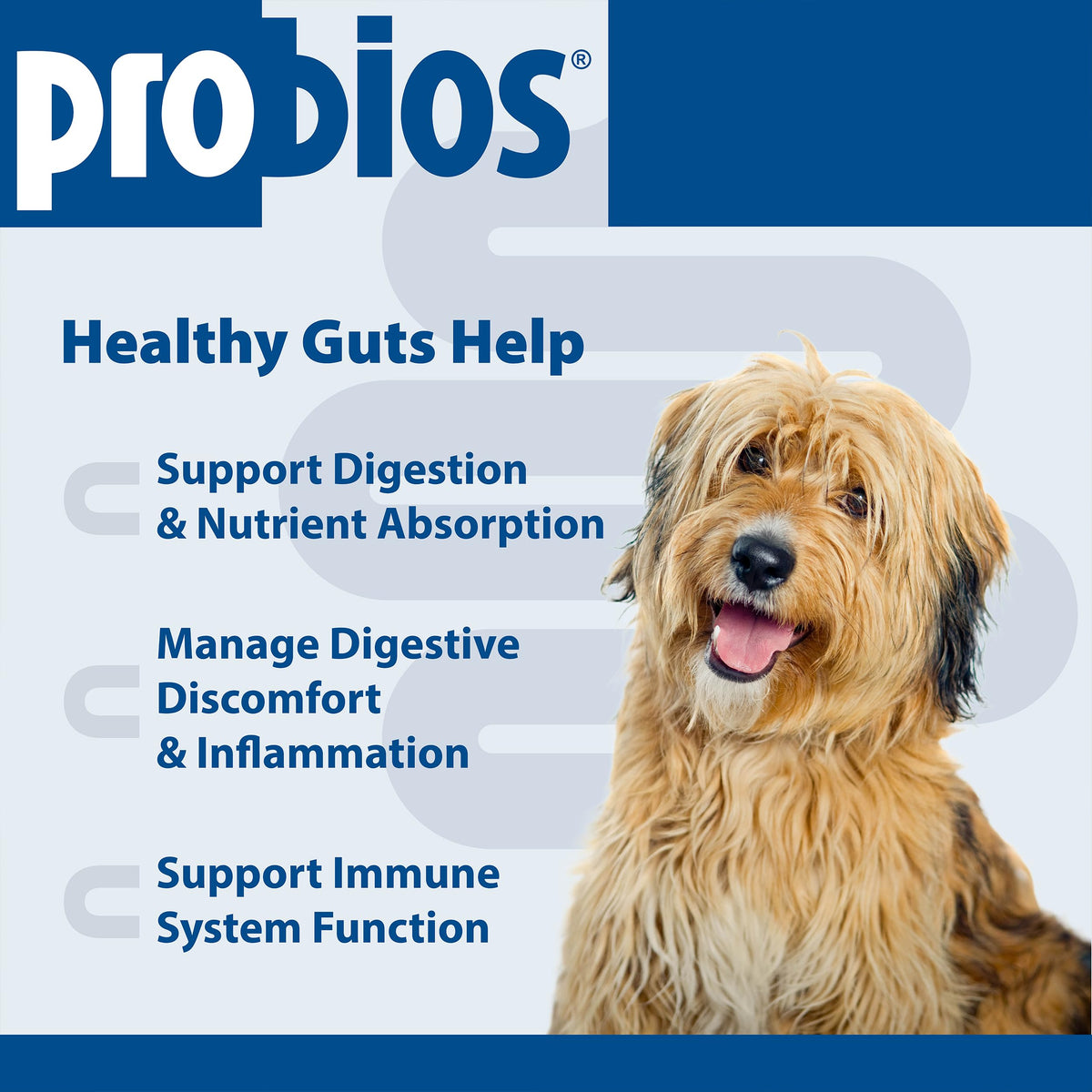 Digestive Dog Tabs 45 chewable tablets X23397